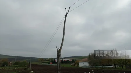 Cəlilabadın Moranlı kəndində işıq dirəkləri çürüyüb, elektrik naqilləri təhlükə mənbəyinə çevrilib - YENİLƏNİB