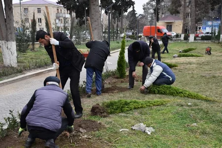 В Имишли проведена акция по посадке деревьев