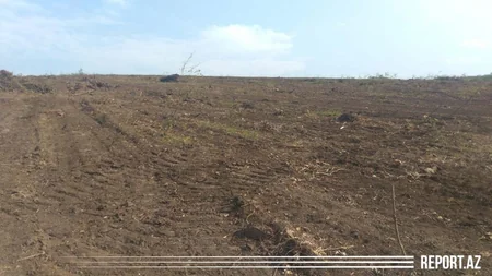 Azərbaycanda ikinci ağıllı bağ salınır