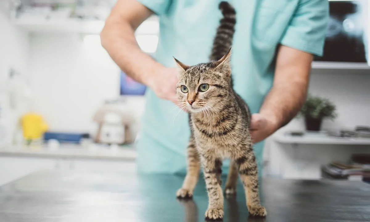 Scientists find potentially dangerous infection in cats, similar to COVID