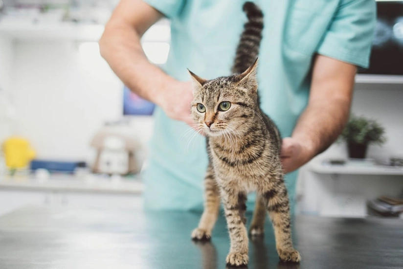 Scientists find potentially dangerous infection in cats, similar to COVID