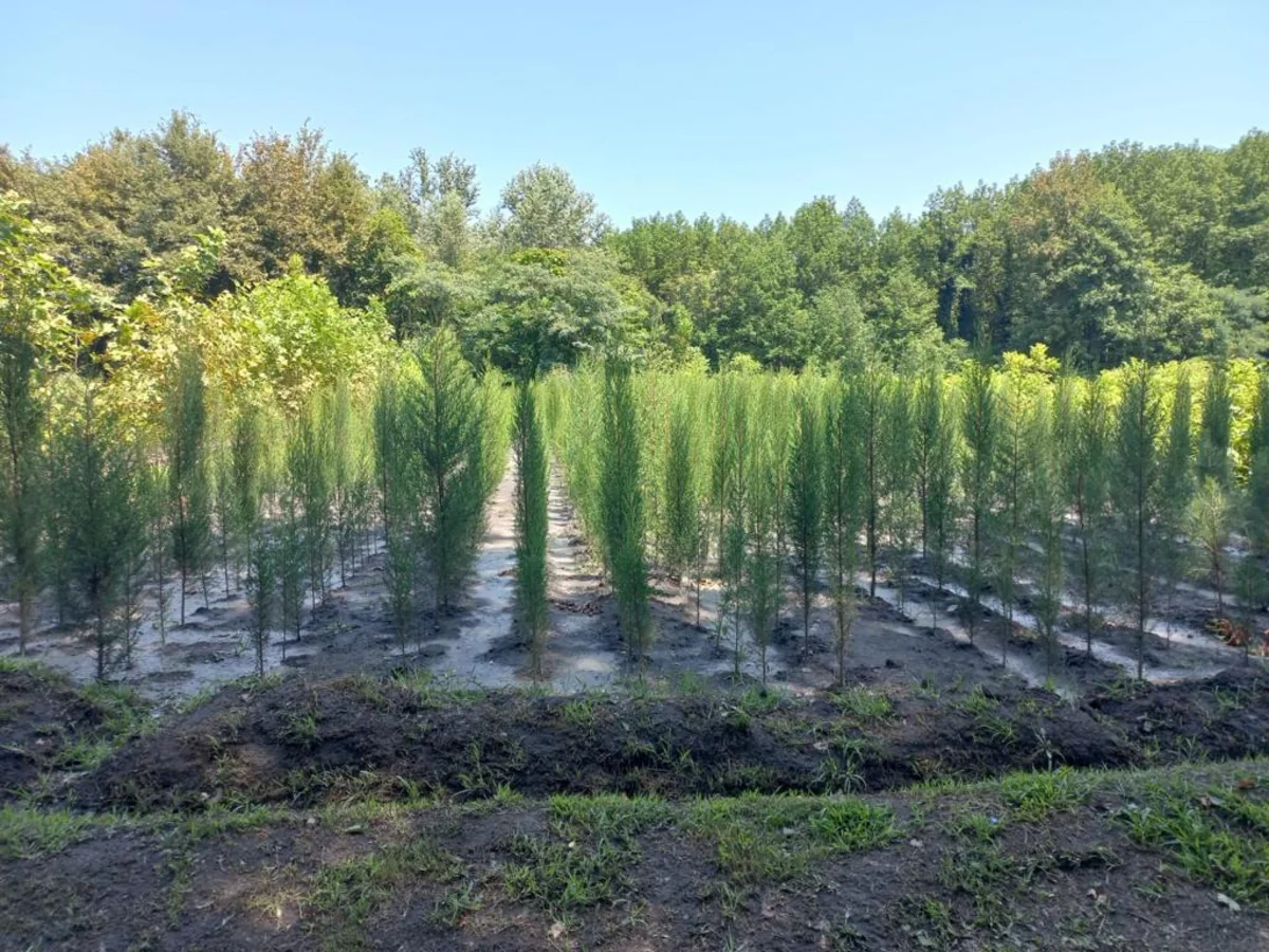 Azərbaycanda payız əkin mövsümü başlayandan 785 mindən artıq ağac əkilib