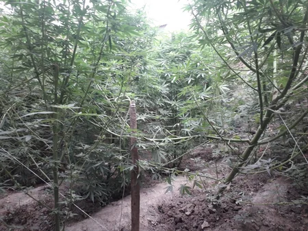 Neftçalada çətənə bitkisi yetişdirən şəxs saxlanıldı