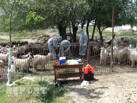 ​Salyanda xırdabuynuzlu heyvanlara brusellyoza qarşı vaksin vurulur