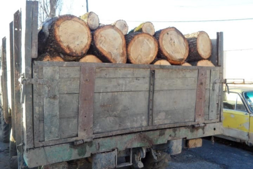 Qubada qanunsuz ağac kəsənlər saxlanılıblar