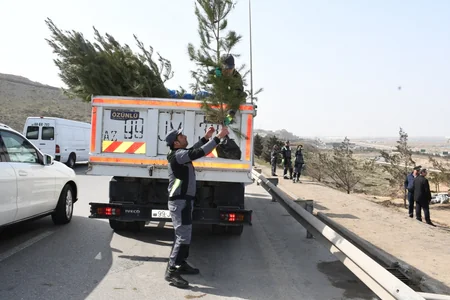 Bakı Şəhər İcra Hakimiyyəti ağacəkmə aksiyası keçirib