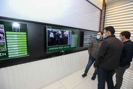 Azərbaycanda yeni cins keçilərin satışına başlanılıb