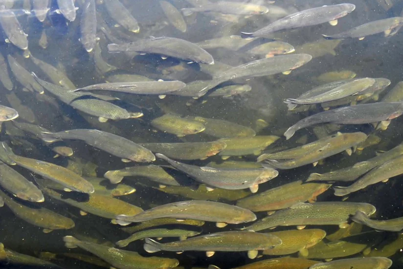 Профессор: Каспий больше не сможет удовлетворить наши растущие потребности в рыбе