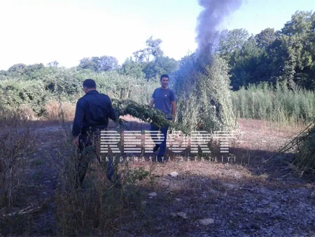 Qaxda 3 250 kq narkotik bitki yandırılaraq məhv edilib