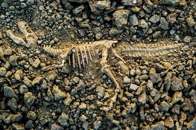 Çində yaşı 90 milyon ilə qədər olan dinozavr qalıqları aşkar edilib