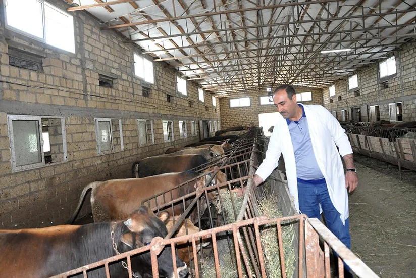 Dövlət Baytarlıq Xidmətinin rəisi peyvəndləmə tədbirlərini izləyib