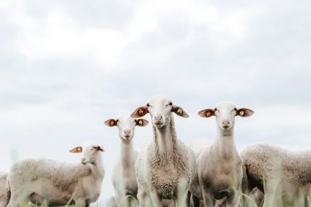 Azerbaijan buys purebred sheep from Europe