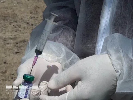 ​Salyanda xırdabuynuzlu heyvanlara brusellyoza qarşı vaksin vurulur