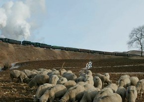 На западе Монголии ввели карантин из-за подозрения на заражение чумой