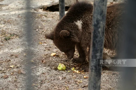 Altıağacda qonur ayılar peyvəndlənib