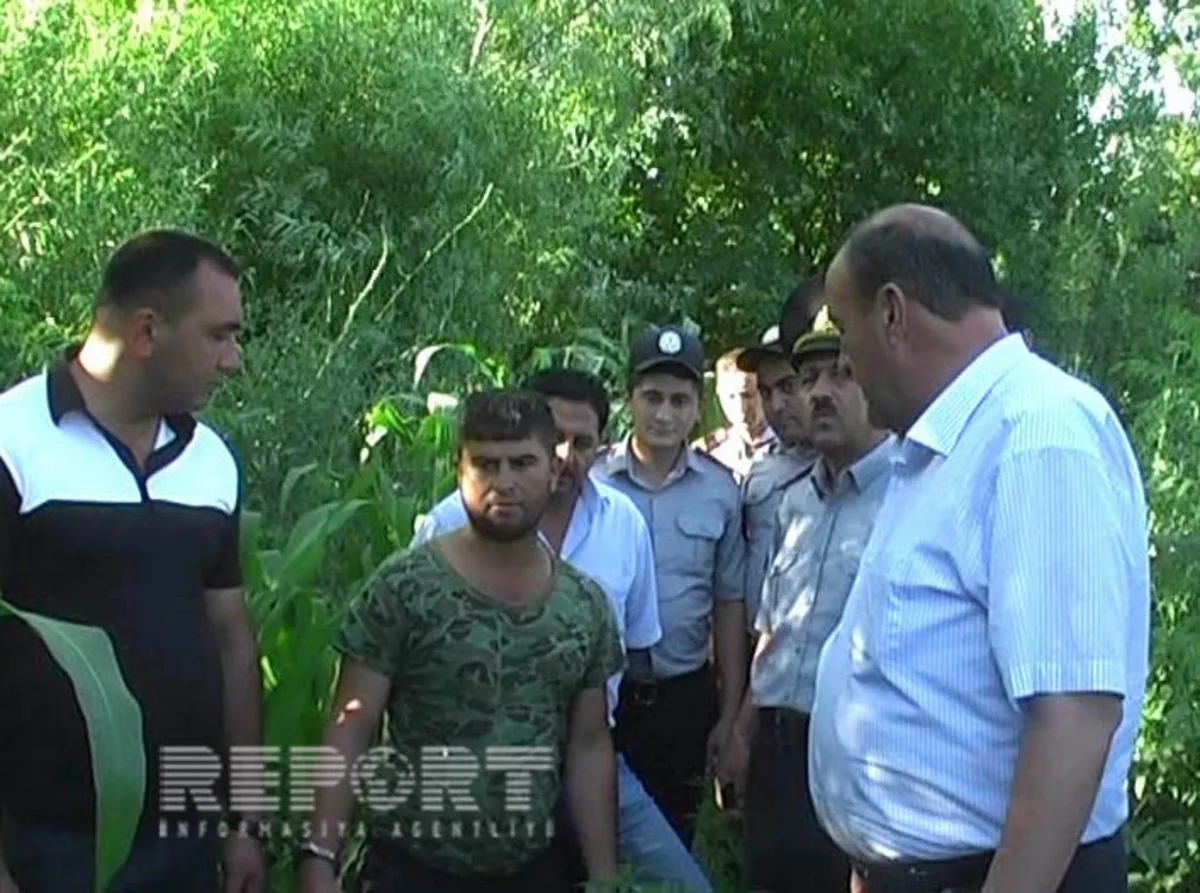 ​Sabirabadda rayon sakininin həyətindən çətənə kolları aşkarlanıb