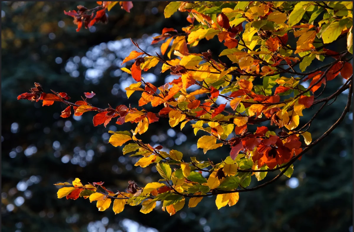 Обнародован прогноз погоды в Азербайджане на завтра