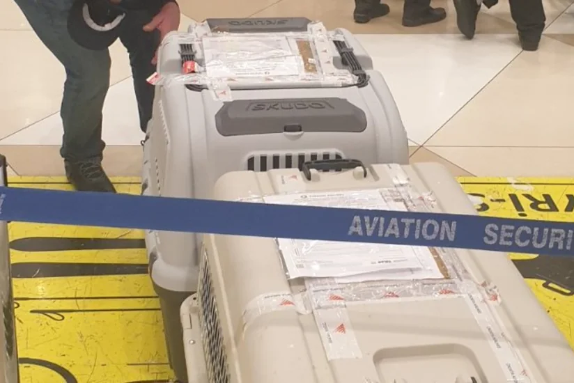 Two specially trained mine detection dogs brought to Azerbaijan