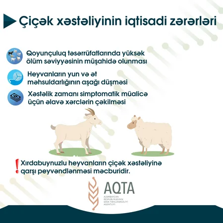 Xırdabuynuzlu heyvanlarda çiçək xəstəliyindən qorunmağın yolları açıqlandı