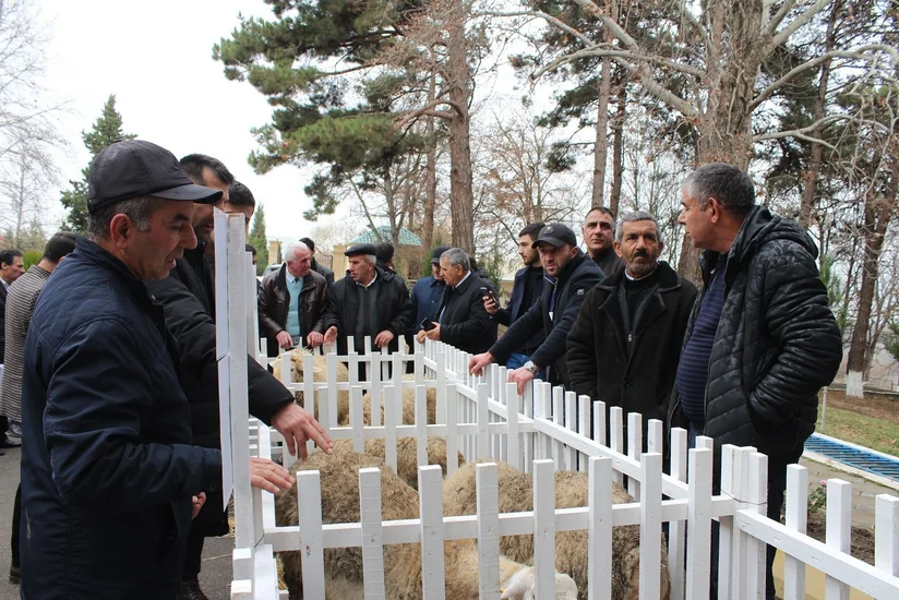 Azərbaycanda “Pirəsora” qoyun cinsinin patentinin təqdimatı keçirilib