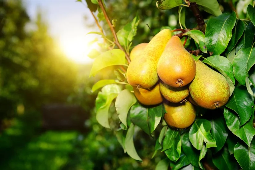 Azerbaijan sees threefold surge in revenue from pear exports to Belarus