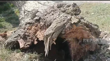 Güclü külək Xaçmazda fəsadlar törədib, xəsarət alanlar var - VİDEO