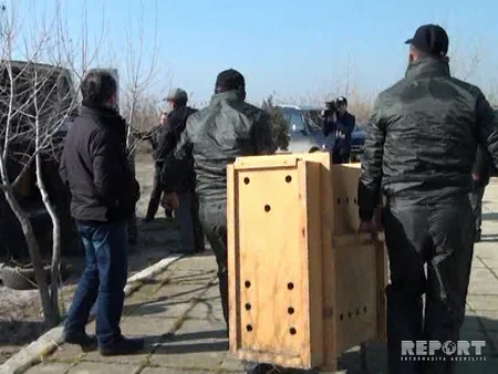 Şirvan Milli Parkından Ağ göl Milli Parkına 8 baş ceyran köçürülüb - FOTO