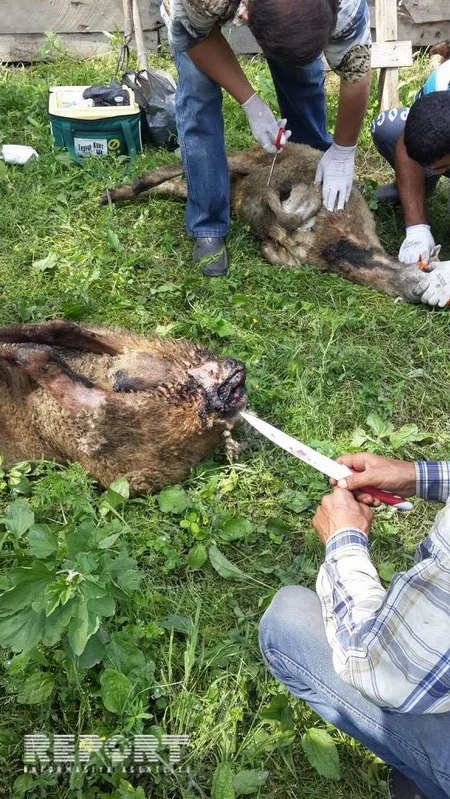 ​Zaqatalada canavarlar kəndə hücum edərək 20-yə yaxın qoyunu parçalayıblar - FOTO