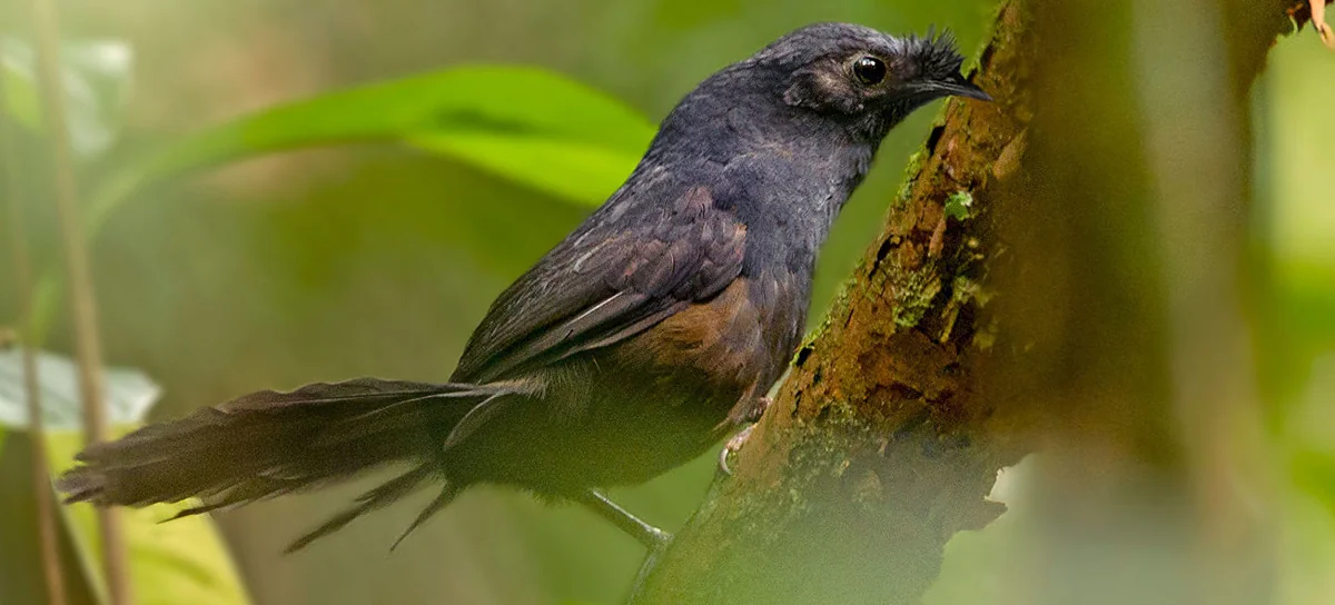 В Бразилии ученые нашли самую редкую птицу в мире