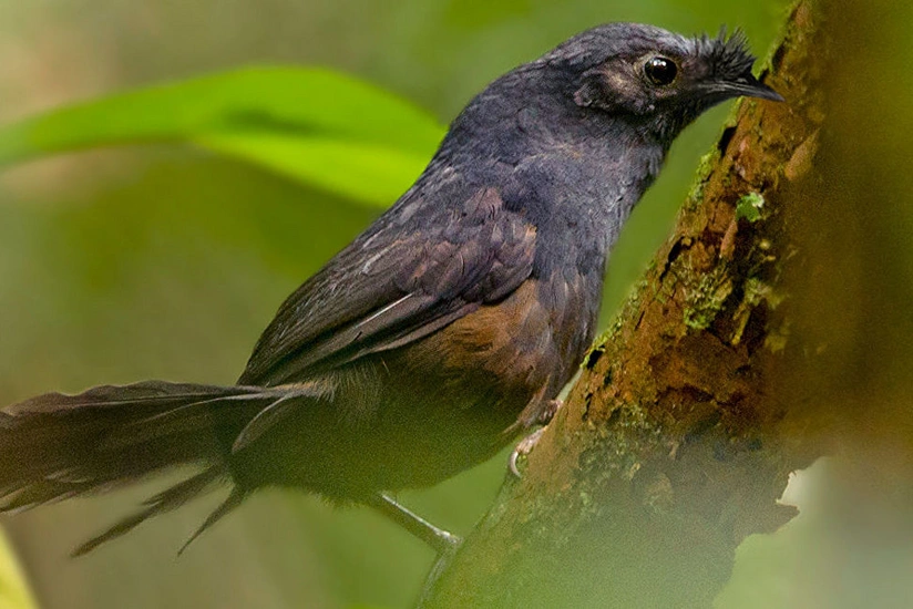 Braziliyada dünyanın ən nadir quş növlərindən biri aşkar olunub