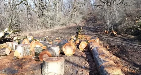 Şabranda meşə ağaclarını kəsən 3 nəfər saxlanıldı