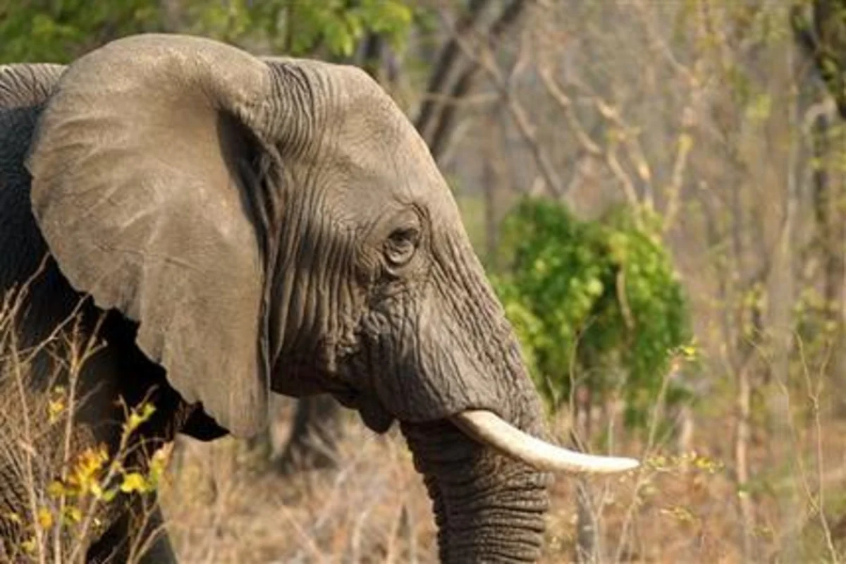 ​Zimbabwe: 22 more elephants killed in hwange park by cyanide