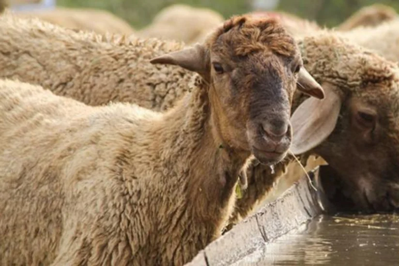 Rusiya ilə həmsərhəd rayonlara çiçək xəstəliyi əleyhinə vaksin göndərilib