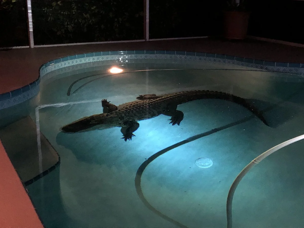 Florida sakinlərinə alliqatorların artan aktivliyi ilə bağlı xəbərdarlıq olunub