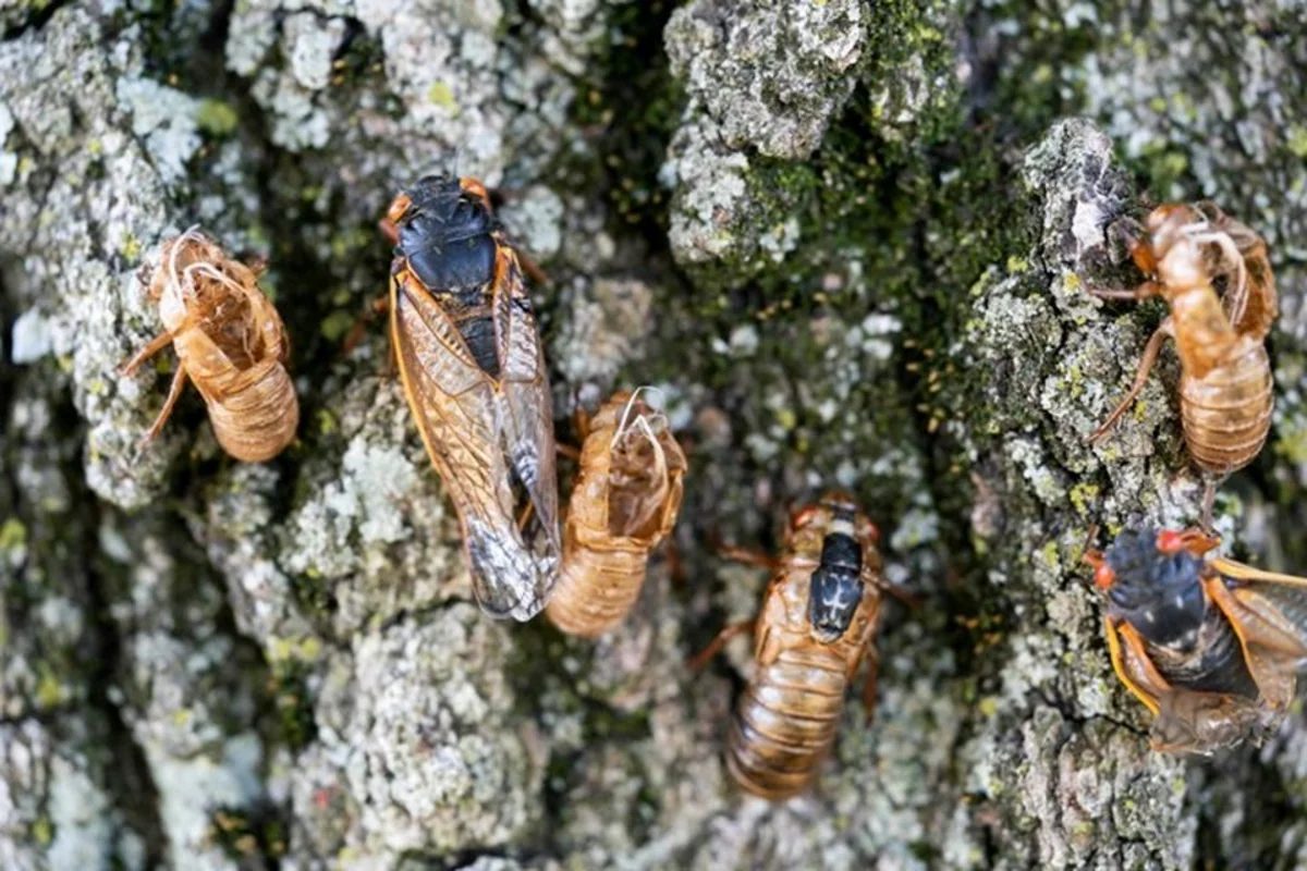 В США ожидают нашествие цикад