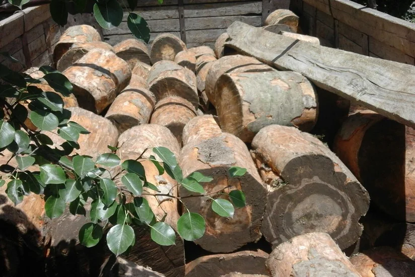 Yevlaxda avtomobilin yük yerində fıstıq cinsli işlik meşə materialı aşkarlanıb