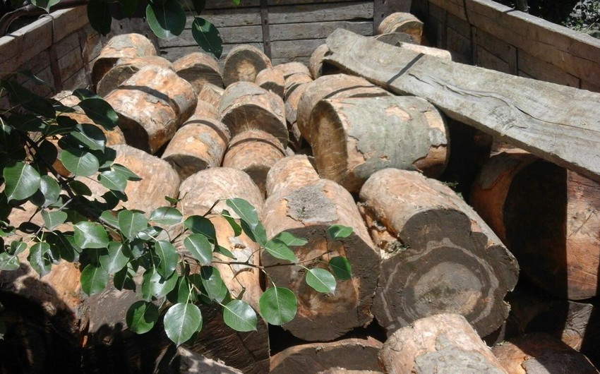 Yevlaxda avtomobilin yük yerində fıstıq cinsli işlik meşə materialı aşkarlanıb