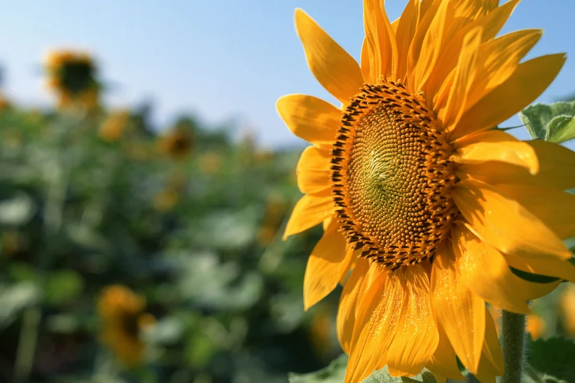 Biləsuvarda günəbaxan yığımı yekunlaşıb, bu il məhsul ötən illə müqayisədə çoxdur