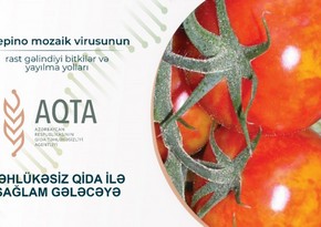 AQTA pepino mozaik virusunun yayılma yollarını açıqlayıb
