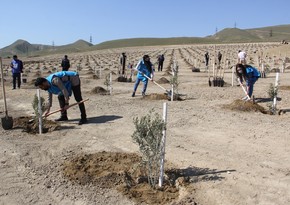 “Yaşıl Marafon” layihəsi üzrə ağacəkmə aksiyaları davam edir