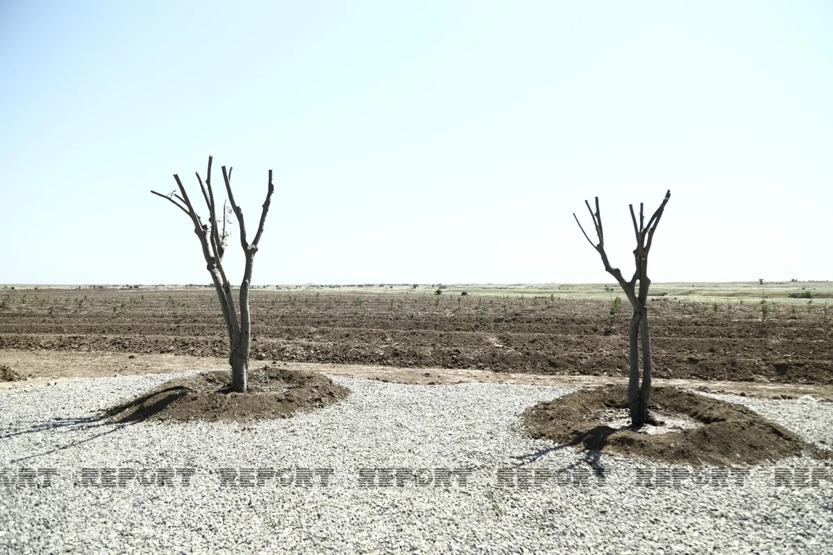 Ağdam meşə-parkında 1500-dən çox şam ağacı əkilib