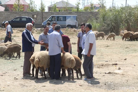 Bakıda qurbanlıq heyvanların satış yarmarkaları  - FOTOREPORTAJ
