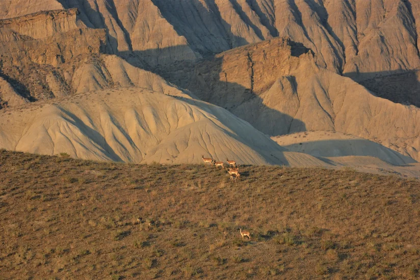 Из Азербайджана в Грузию планируется дополнительно доставить джейранов