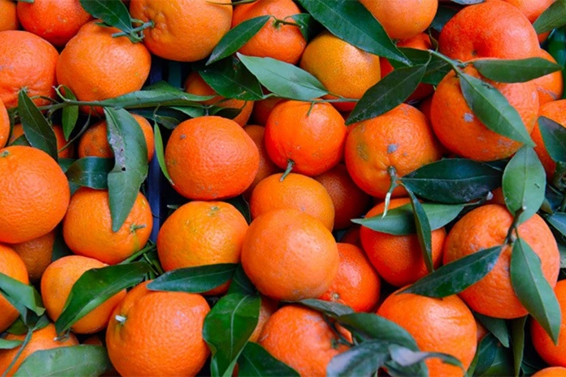 Сənubi Koreya KXDR-ə 200 ton narıngi göndərib