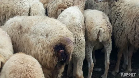 Bərdədə canavarlar 17 qoyunu parçalayıb - FOTO