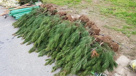 DTX əməkdaşları ağacəkmə aksiyası keçiriblər