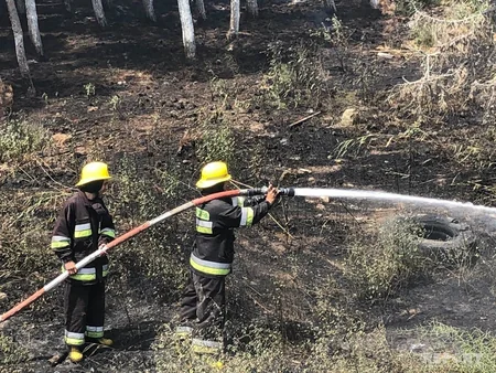 Abşeronda yol kənarındakı kol-kos və şam ağacları yanıb - FOTO