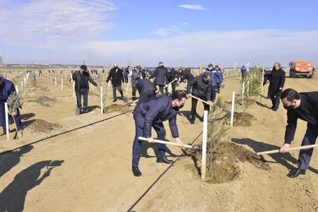 Prokurorluq orqanları əməkdaşları növbəti ağacəkmə kampaniyası keçirib