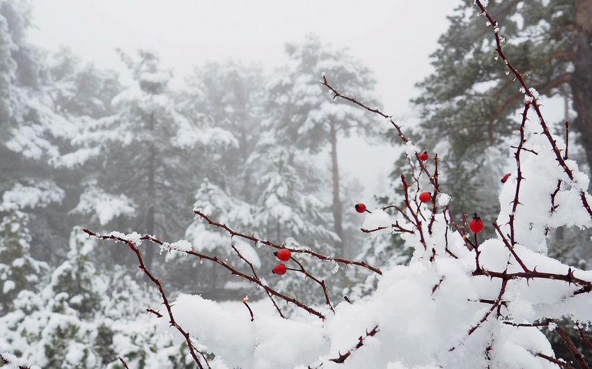 Weather will be frosty tomorrow, snowfall predicted - WARNING