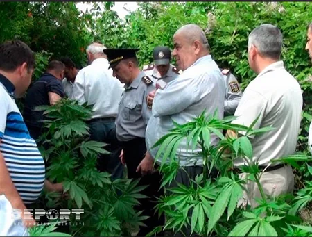 ​Neftçalada polis əməliyyat keçirib, külli miqdarda çətənə kolu aşkarlanıb - FOTO